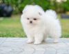 Photo №3. Wonderful Pomeranian puppies. Germany