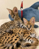Photo №2 to announcement № 99651 for the sale of savannah cat - buy in Switzerland private announcement, from nursery, from the shelter