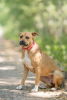 Additional photos: Close-breed Staffordshire Terrier dog Eva