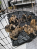 Photo №1. chow chow - for sale in the city of Berlin | 317$ | Announcement № 90340