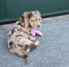 Photo №3. DACHSHUND PUPPY. France