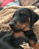 Photo №1. dobermann - for sale in the city of Vienna | 423$ | Announcement № 83338