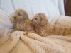 Photo №4. I will sell poodle (toy) in the city of Москва.  - price - negotiated