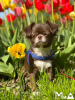 Photo №2 to announcement № 104005 for the sale of chihuahua - buy in Germany breeder