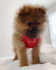 Additional photos: Pomeranian