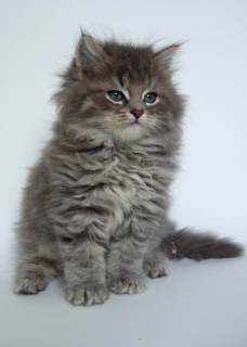 Photo №1. siberian cat - for sale in the city of Minsk | 190$ | Announcement № 487