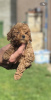 Photo №1. poodle (toy) - for sale in the city of Inđija | negotiated | Announcement № 99109