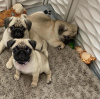 Photo №2 to announcement № 119979 for the sale of pug - buy in Germany private announcement