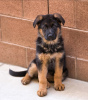 Photo №2 to announcement № 122133 for the sale of german shepherd - buy in United Kingdom private announcement, from nursery, from the shelter