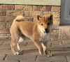 Photo №2 to announcement № 98094 for the sale of shiba inu - buy in Austria private announcement