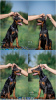 Photo №1. dobermann - for sale in the city of Belgrade | negotiated | Announcement № 113900