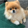 Photo №1. pomeranian - for sale in the city of Bucharest | negotiated | Announcement № 85234