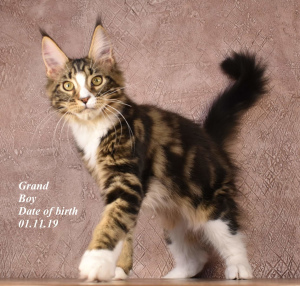 Photo №4. I will sell maine coon in the city of Москва. from nursery - price - 452$