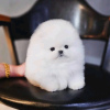 Photo №2 to announcement № 111739 for the sale of pomeranian - buy in Finland 