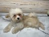 Photo №2 to announcement № 32613 for the sale of maltipu - buy in Russian Federation breeder