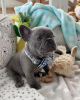 Photo №2 to announcement № 116787 for the sale of french bulldog - buy in Finland 