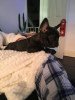 Photo №3. french bulldog. Germany