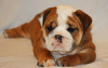 Photo №1. english bulldog - for sale in the city of Berlin | 158$ | Announcement № 109282