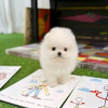 Photo №1. pomeranian - for sale in the city of London | 317$ | Announcement № 78367
