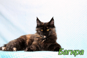 Photo №1. maine coon - for sale in the city of St. Petersburg | 335$ | Announcement № 3708