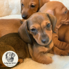 Photo №4. I will sell dachshund in the city of Warsaw. from nursery, breeder - price - 297$