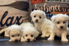 Photo №1. bichon frise - for sale in the city of Валлетта | Is free | Announcement № 82034