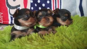 Photo №1. yorkshire terrier - for sale in the city of Brest | 250$ | Announcement № 3667