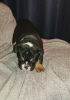 Photo №2 to announcement № 92685 for the sale of english bulldog - buy in United States breeder
