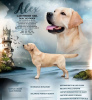 Photo №1. labrador retriever - for sale in the city of Рупя | negotiated | Announcement № 88054