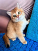 Photo №1. british shorthair - for sale in the city of Yonkers | 200$ | Announcement № 84058