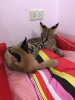 Additional photos: caracal kittens