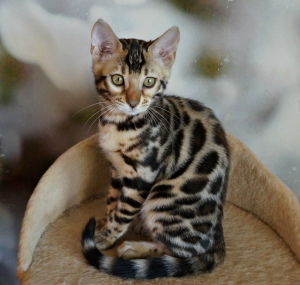 Photo №1. bengal cat - for sale in the city of Dnipro | 500$ | Announcement № 5405