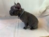 Photo №3. Adorable French bulldog Puppies for free adoption. Germany