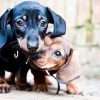 Photo №1. dachshund - for sale in the city of Hartford | 600$ | Announcement № 109912