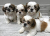 Photo №1. shih tzu - for sale in the city of Nuremberg | Is free | Announcement № 83082