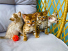 Photo №3. Home trained Bengal Cats kittens for adoption to caring homes. United States