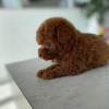 Photo №2 to announcement № 51132 for the sale of poodle (toy) - buy in Finland private announcement