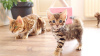 Photo №1. bengal cat - for sale in the city of Vilnius | 264$ | Announcement № 120948