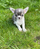 Photo №2 to announcement № 105229 for the sale of chihuahua - buy in Germany breeder