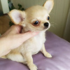 Photo №2 to announcement № 104015 for the sale of chihuahua - buy in Germany private announcement, from the shelter