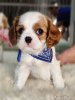 Photo №3. Cavalier King Charles Spaniel puppies for sale. Russian Federation