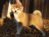Photo №2 to announcement № 13643 for the sale of akita - buy in Russian Federation from nursery, breeder