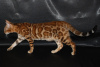 Photo №3. Bengal kittens.. Russian Federation