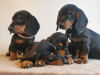 Photo №1. dachshund - for sale in the city of Vilnius | 370$ | Announcement № 36089