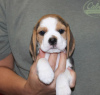 Photo №2 to announcement № 120621 for the sale of beagle - buy in Germany private announcement