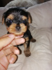 Additional photos: Yorkshire Terrier babies are available for reservation.