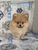 Photo №1. pomeranian - for sale in the city of Minsk | 634$ | Announcement № 46379