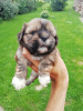 Photo №2 to announcement № 70362 for the sale of shih tzu - buy in Latvia private announcement, from nursery, breeder