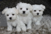 Photo №2 to announcement № 21503 for the sale of maltese dog - buy in Hong Kong private announcement