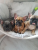 Photo №2 to announcement № 118115 for the sale of french bulldog - buy in Germany private announcement, breeder